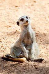 Meerkat