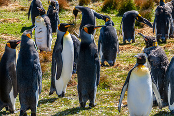 Volunteer Beach, Falkland Islands, UK - December 15, 2008: Closeup of group of young and adult King...
