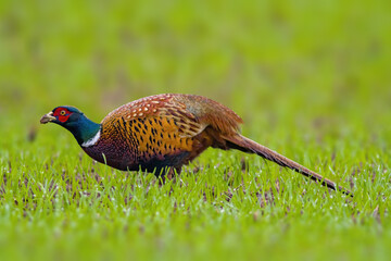 a adult pheasant on green meadow