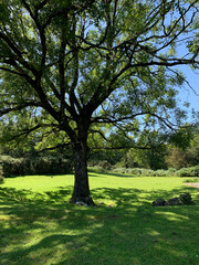 trees in the park