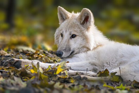 a white wolf relaxes in the colorful autumn forest