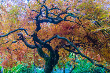 Fall Japanese Maple 4