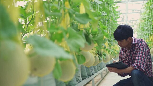 The farmer is checking the quality of the melon at the melon farm in a plastic house	
