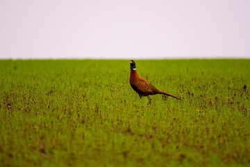 a adult pheasant on green meadow