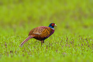 a adult pheasant on green meadow