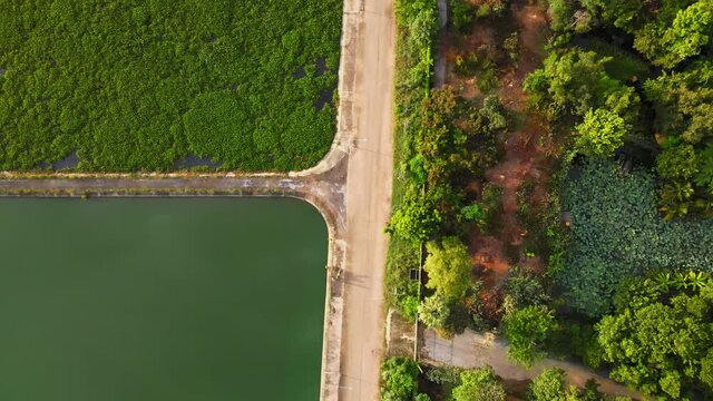 AERIAL: Surreal drone footage of a rural countryside road running along a clear lake and overgrown lake by hyacinth plant.