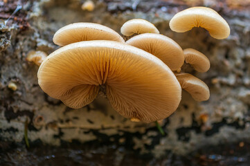 a tasty fungus in multi colored autumn forest