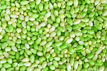 peeled and sprouted hyacinth beans or valor beans indian vegetable,known in india as chhib daal,for food vegetable background
