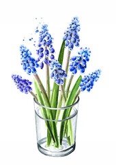 Bouquet in the glass vase of spring Muscari flowers. Hand drawn watercolor illustration, isolated on white background