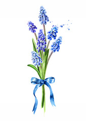 Bouquet of the spring Muscari flowers. Hand drawn watercolor illustration, isolated on white background