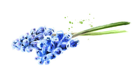 Spring Muscari flowers, Hand drawn watercolor illustration  isolated on white background