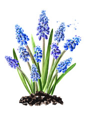 Spring Muscari flowers, Hand drawn watercolor illustration, isolated on white background