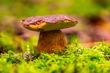 a tasty fungus in multi colored autumn forest
