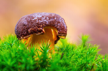 a tasty fungus in multi colored autumn forest