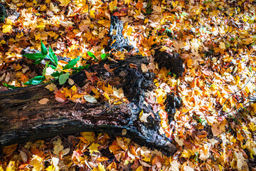 Rotting tree in the wild forest