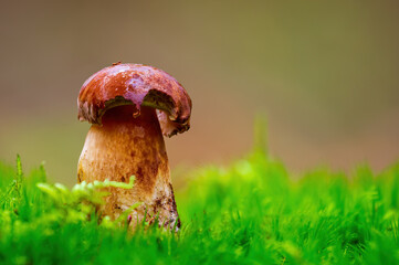 a tasty fungus in multi colored autumn forest