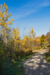 Three young birches in a city park