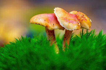 a tasty fungus in multi colored autumn forest