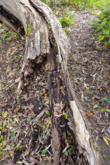 Decomposition of a tree lying  on the ground