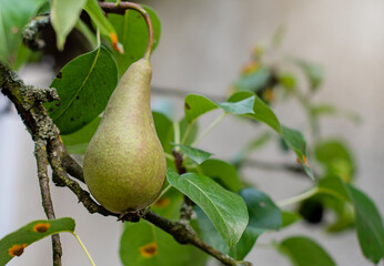 Pear tree with ripe pear close up in sunny day. Selective focus on pear grow on a branch. Defocused background. Copy space.