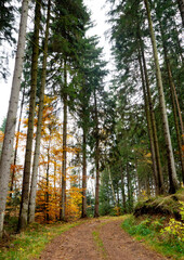 Obraz premium road through the forest in autumn