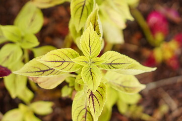 Beautiful colorful Coleus leaf in a garden
