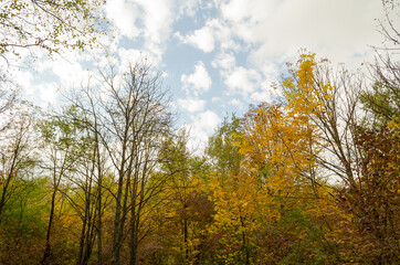 autumn in the forest