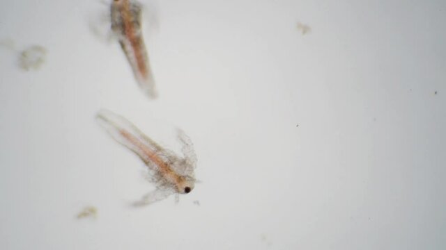 アルテミアの幼生