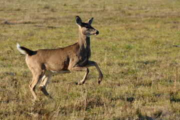 White Tailed deer running through agricultural fields