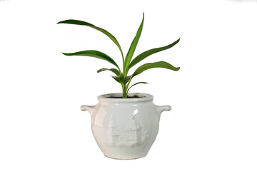 Houseplant yucca in a ceramic pot isolate on a white background.