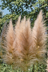 Beige plant pampas grass