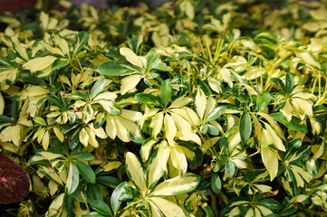 Beautiful leaves and white flowers of Coleus Solenostemon scutellarioides. Plectranthus, known as coleus