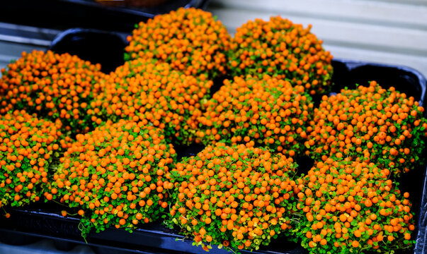 Nertera granadensis plant at floral market for sale