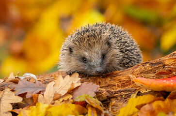 Hedgehog (Scientific name: Erinaceus Europaeus)  Wild, native, European hedgehog foraging on a fallen log in Autumn with colourful leaves.  Horizontal.  Space for copy - obrazy, fototapety, plakaty