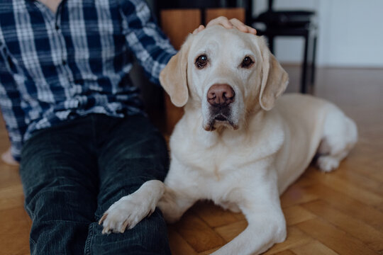 S&uuml;&szlig;er Labrador Retriever kuschelt mit seinem Besitzer im Wohnzimmer - Lifestyle Portrait von Mensch und Hund