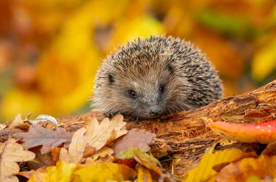 Hedgehog (Scientific name: Erinaceus Europaeus)  Wild, native, European hedgehog foraging on a fallen log in Autumn with colourful leaves.  Horizontal.  Space for copy