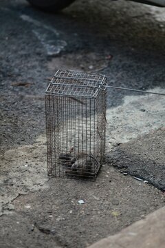 The rat is trapped. The City Of Mapusa. State Of Goa. India.
