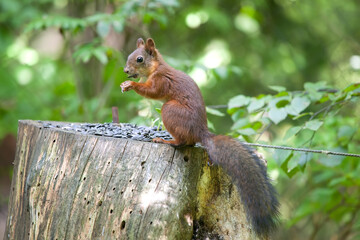 Obraz premium Squirrel