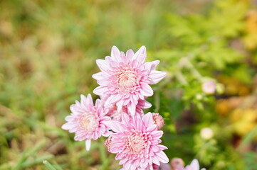 Chrysanthemum flower bud in a garden