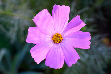 Obraz premium One delicate vivid pink flower of Cosmos plant in a British cottage style garden in a sunny summer day, beautiful outdoor floral background photographed with soft focus.