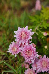Chrysanthemum flower blossom in a garden