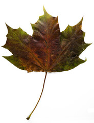 autumn maple leaf