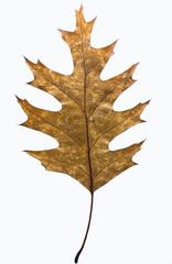 oak leaf 