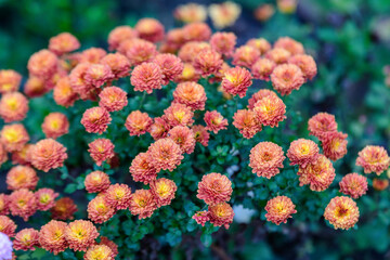 Many vivid orange Chrysanthemum x morifolium flowers in a garden in a sunny autumn day, beautiful colorful outdoor background photographed with soft focus.
