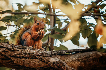 A squirrel is sitting on a tree eating an acorn