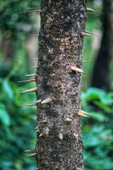 A thorn tree. The Village Of Mandrem. State Of Goa. India.