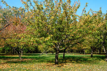 Minimalist monochrome background with large red and orange leaves and small flowers of cherries trees in the Japanese Garden from Herastrau Park in Bucharest, Romania,  in a sunny autumn day.