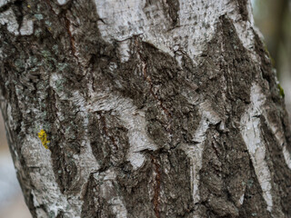 bark of a tree