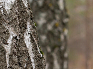 Obraz premium bark of a tree