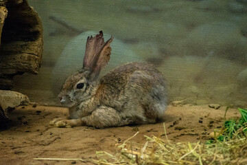 mountain cottontail rabbit
